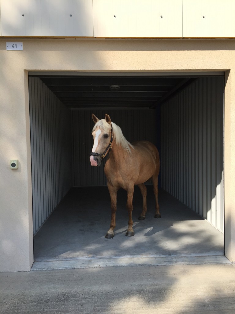 Pas besoin d'avoir un cheval pour louer un box chez Stocker Plus