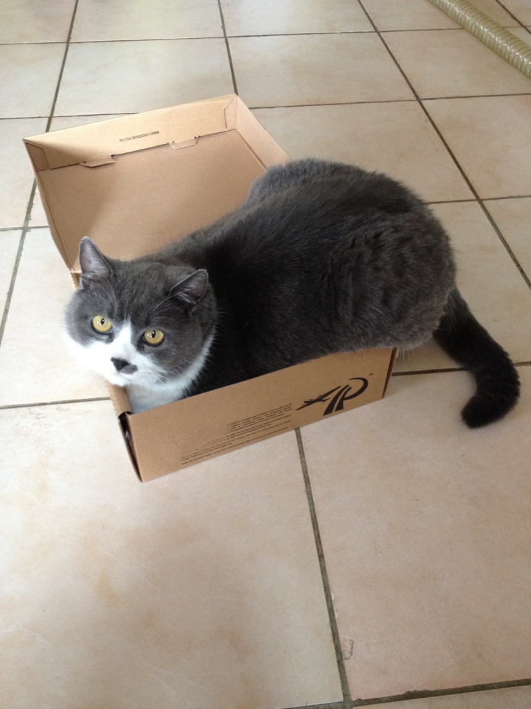 Stocker Plus vend des cartons et pas que pour les chats!